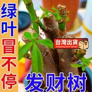 【樂樂屋】【花肥】專治發財樹黃葉植物營養液 治發財樹黃葉防落葉發財樹營養液 免稀釋