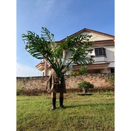 巨洞龟背竹Monstera Esqueleto