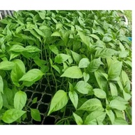 Random anak pokok cili kampung,cili merah,cirih putih,cili habanero) fast delivery