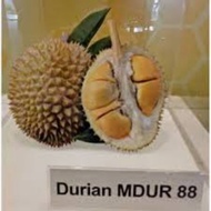 Pokok Durian Mdur88 D190