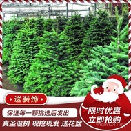 Green Plant Real Tree Nobe Pine Potted Pine Real Tree Living Norwegian Christmas Tree Christmas Spru