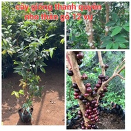 CÂY GIỐNG NHO THÂN GỖ 12 VỤ/ TU QUY CAY CAO 60 CM -110 CM CHO TRAI QUANH NAM
