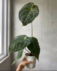 Anthurium Red /Purple  Crystallinum Hybrid 紫水晶雜-花燭