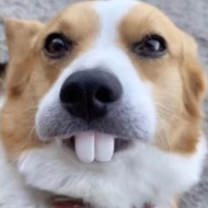 Aimishion ฟันของเล่นความปลอดภัยสำหรับสุนัขคอสเพลย์ฟันปลอมตลกๆสำหรับสุนัขแนวฮาโลวีน