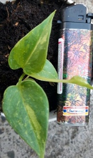 seedling anthurium hookeri variegata - anthurium variga