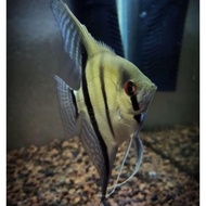 Ikan Manfish Altum Peruvian 2,5inch | Angel Fish Aquarium Aquascape
