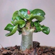 5 pcs | Rare Adenium DHA Seed