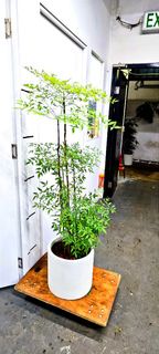 南天竹盆栽植物
