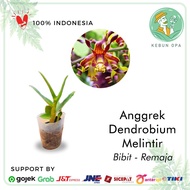 Anggrek Dendrobium Melintir Remaja 6-10 Bulan