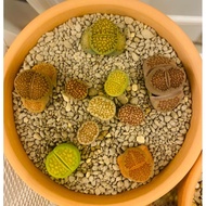 lithops 生石花 *ready stock*