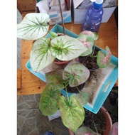 Keladi Thailand/Rare Caladium/Keladi Hiasan