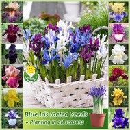 เมล็ดพันธุ์ บลูไอริส บอนสี บรรจุ 100 เมล็ด สีผสม Blue Iris Flower Seeds for Planting เมล็ดดอกไม้ บอนไซ ไม้ประดับ ต้นไม้มงคล ต้นไม้ฟอกอากาศ เมล็ดบอนสี บอนสีพันหายาก บอนสีสวยๆ พันธุ์ดอกไม้ ดอกไม้ปลูกสวยๆ แต่งบ้านและสวน ปลูกง่าย คุณภาพดี ราคาถูก ของแท้ 100%