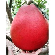 POKOK LIMAU BALI VIETNAM*Buah Manis