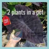 Colocasia Black Magic 2 pokok/Black magic/Colocasia live plant/Keladi hitam/Pokok hiasan hidup/Outdoor plant/Water feature plant/Semi aquatic plant/Keladi viral murah