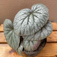 tanaman hias begonia silver rex . berkualitas