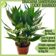 [Local Seller] Lucky Bamboo Houseplant Indoor Plant Lucky Plant Fresh Plant Gardening | The Garden B