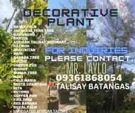 AFRICAN TALISAY