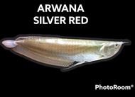 ikan arwana silver red