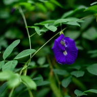 ANAK POKOK TELANG BIRU/TELANG NASI KERABU/BUNGA PEWARNA ASLI