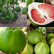 Pokok Limau Bali Isi Merah