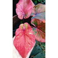 Caladium Thai spesial