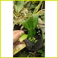 ✓ ∳ ◺ ➪ Crab Cactus (live plant)