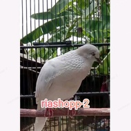 burung tekukur dekuku putih alam kuk 3 limited edition mewah