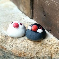 療癒圓滾滾系列-文鳥(Java sparrow)