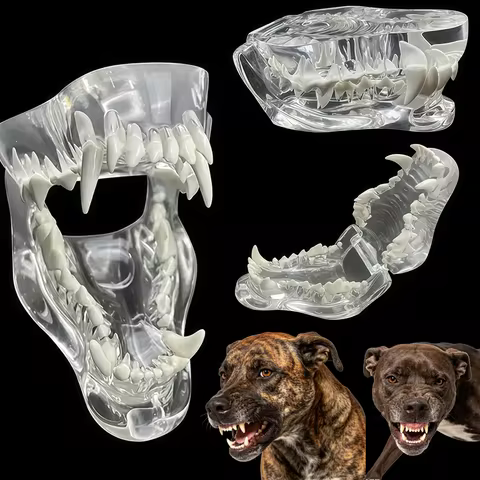Durable Pvc Dog Teeth Anatomy Model Set - Transparent Skull and Mandibular Bone, Suitable for Veteri