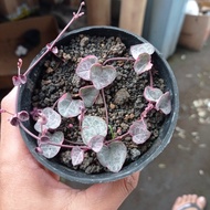 String Of Heart Variegata