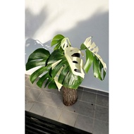 Monstera Albo Japan (HalfMoon variegation)