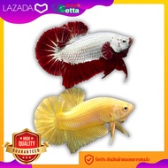 ปลากัดสีมังกรแดง และ ปลากัดสีทอง เพศผู้ ได้สีมังกรแดง และ สีทอง อย่างละ 1 ตัว 7/11 Betta Farm