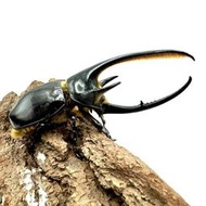 [甲蟲部落]海神大兜蟲大型單公成蟲♂135mm