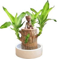 Mini Brazil Lucky Wood,Magical Sprouting Lucky Bamboo Wood,Hydroponic Potted Plant Stump Mini Plant,IndoorOffice Desktop Plant to Purify Indoor Air (Brazilian Wood + Doll)
