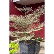 Variegated African Talisay Established! (small)