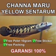 POPULER CHANNA MARU YS ( YELLOW SENTARUM) FREE PELET 10 GRAM