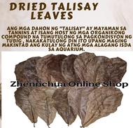 Talisay Leaves Mantalisay Leaves Dahon ng Talisay Indian Almonds Leaves