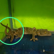 tokek ekor cabang 3