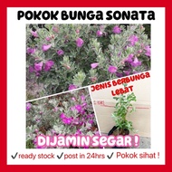 Rina • pokok bunga sonata • Texas sage leucophyllum frutescens pokok hidup tanaman hias outdoor plan