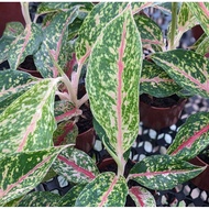 Aglaonema Sparkling Sarah (Chinese Evergreen Plant) - Beautiful, Exotic Looking Multi Colour House Plant
