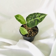 Aglaonema Pictum Tricolor