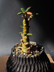 巨琉桑 泡泡感 插枝 多肉 塊根 植物 辦公室 禮物 易養