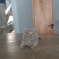 kucing kitten persia medium blue solid dan calico