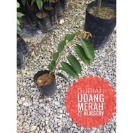 Anak pokok durian udang merah @D175