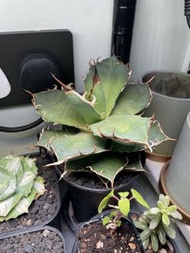 Agave 龍舌蘭 嚴龍 多肉植物 黑帝斯