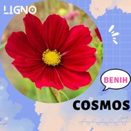 Benih COSMOS RED (isi-5) - Biji Bunga