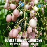 Bibit Pohon Buah Juwet / Duwet Putih /Jamblang Putih