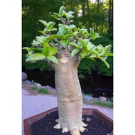 Anak Pokok Bunga Kemboja Tower Long Codex Adenium