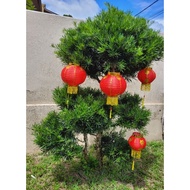 RED TANGLONG PAIR  红灯笼 cny 2026 新年灯笼 新年装饰 1双灯笼 CNY DECORATION 2026 CNY TANGLONG CHINESE NEW YEAR