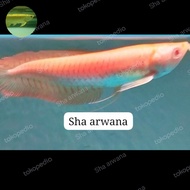 arowana albino arwana mata merah albino